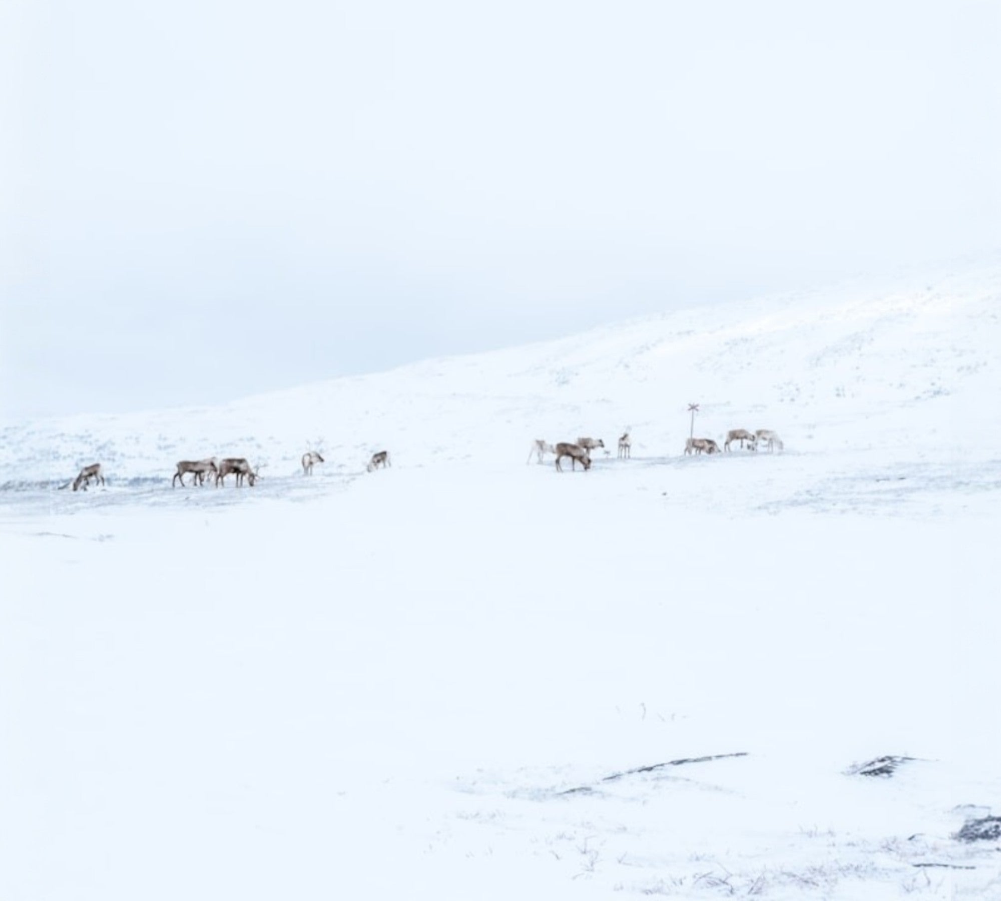 Reindeer Kisses